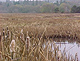 Edmonds Marsh